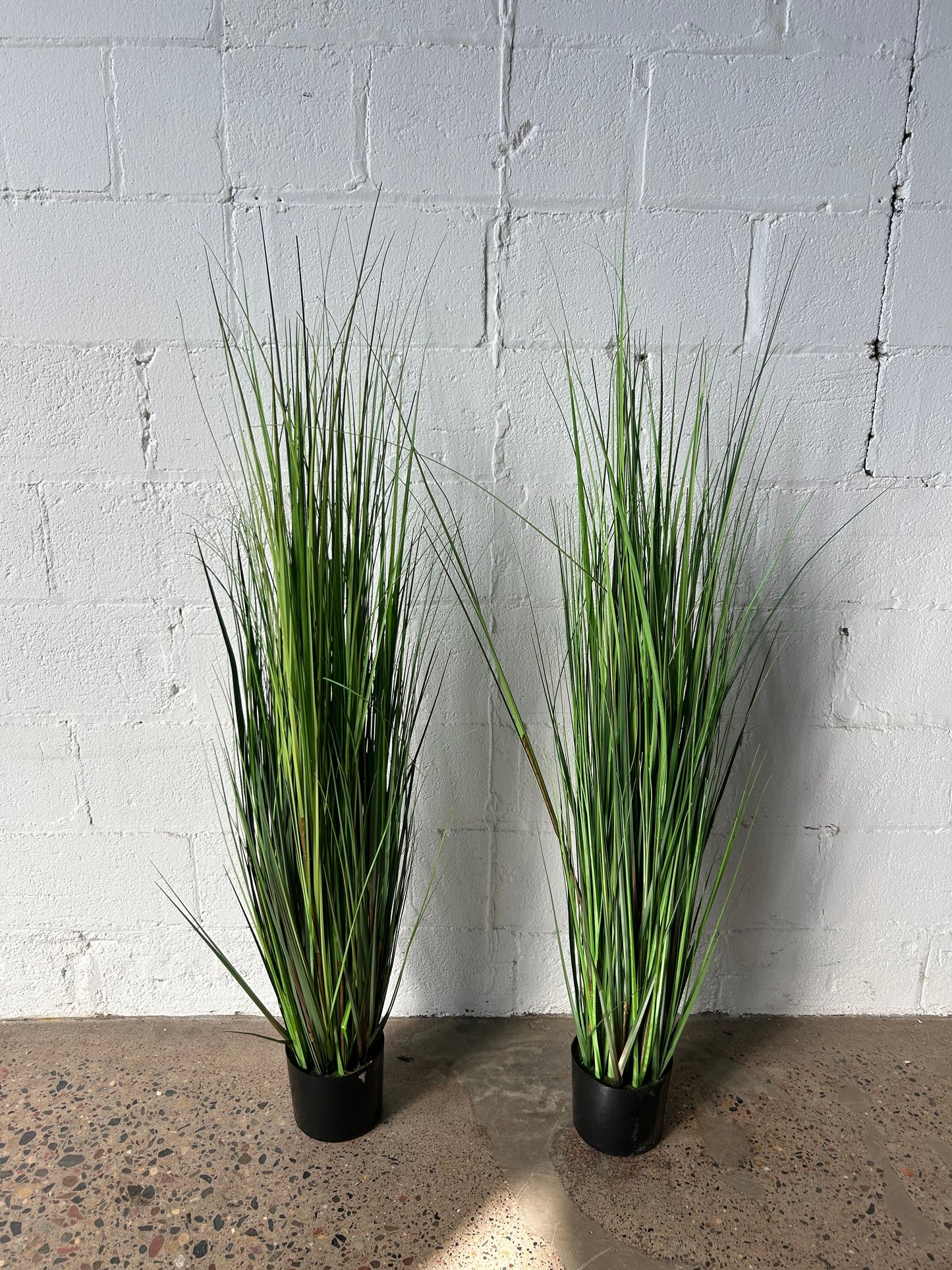 Potted Grasses