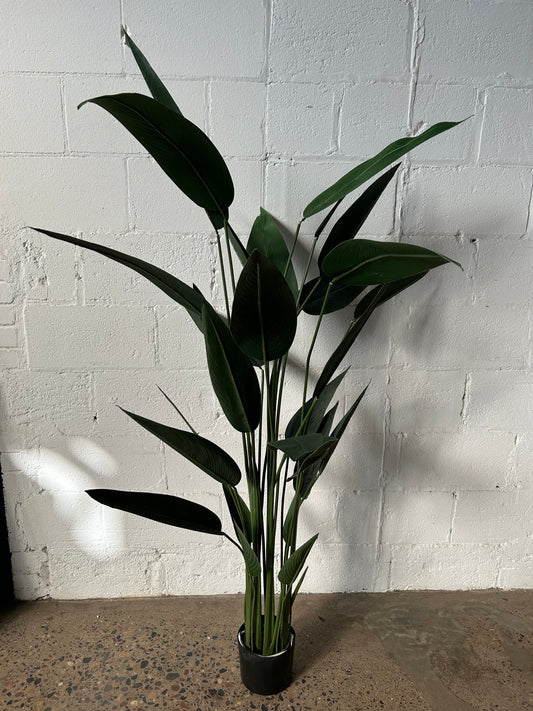 Potted Palm or Tropical Plants