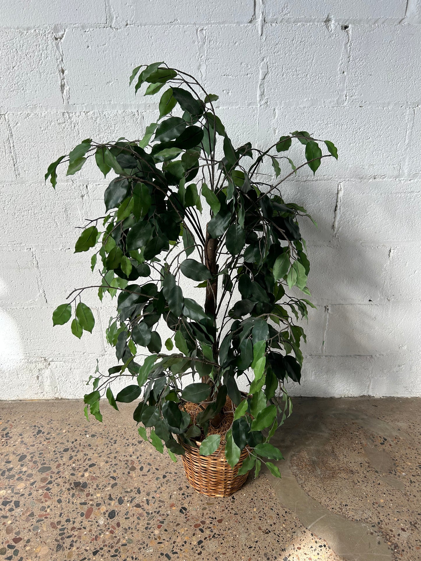 Short Potted Tree