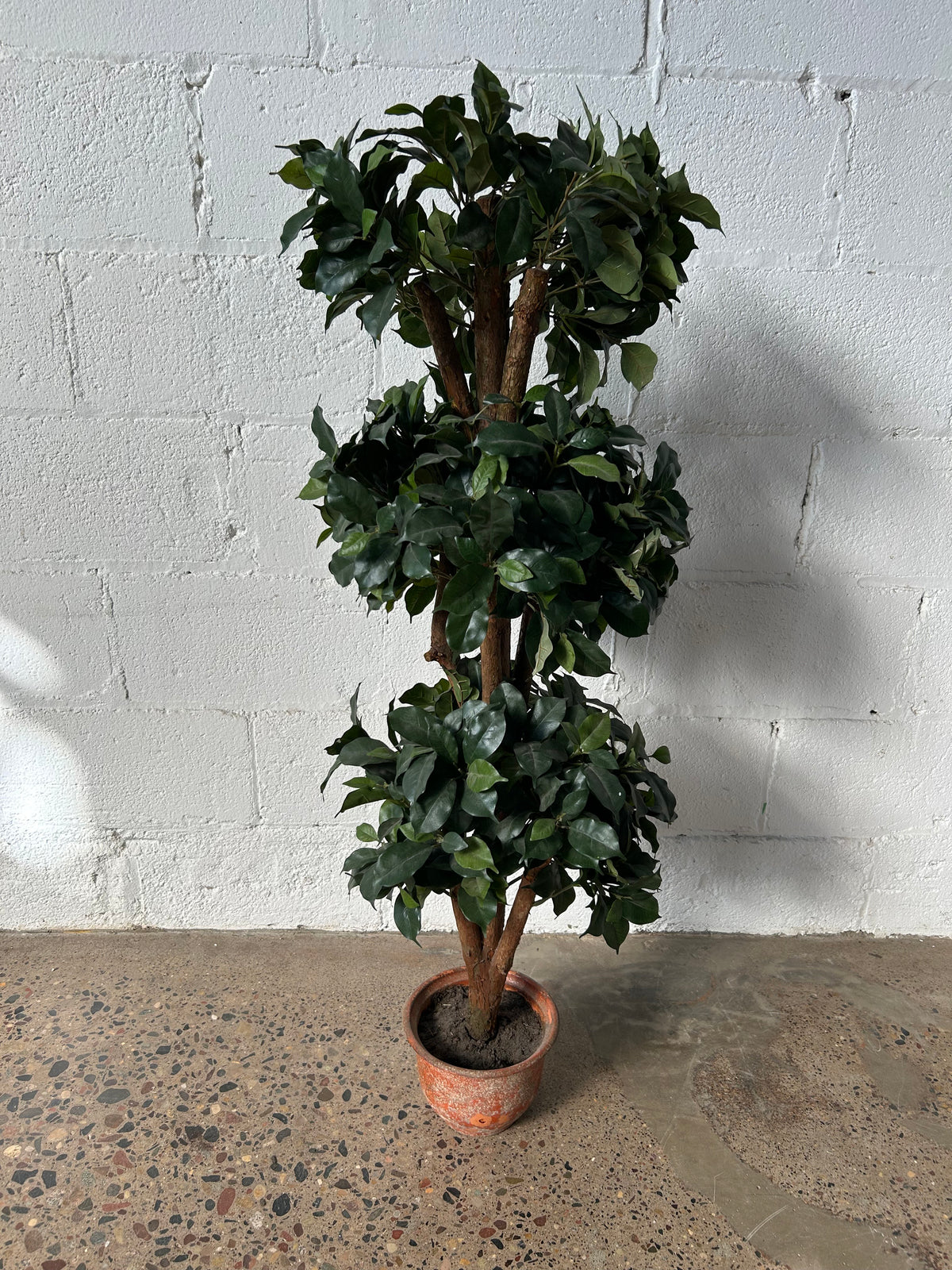 Topiary Rentals Ball Topiary – Next Stage Rental and Market