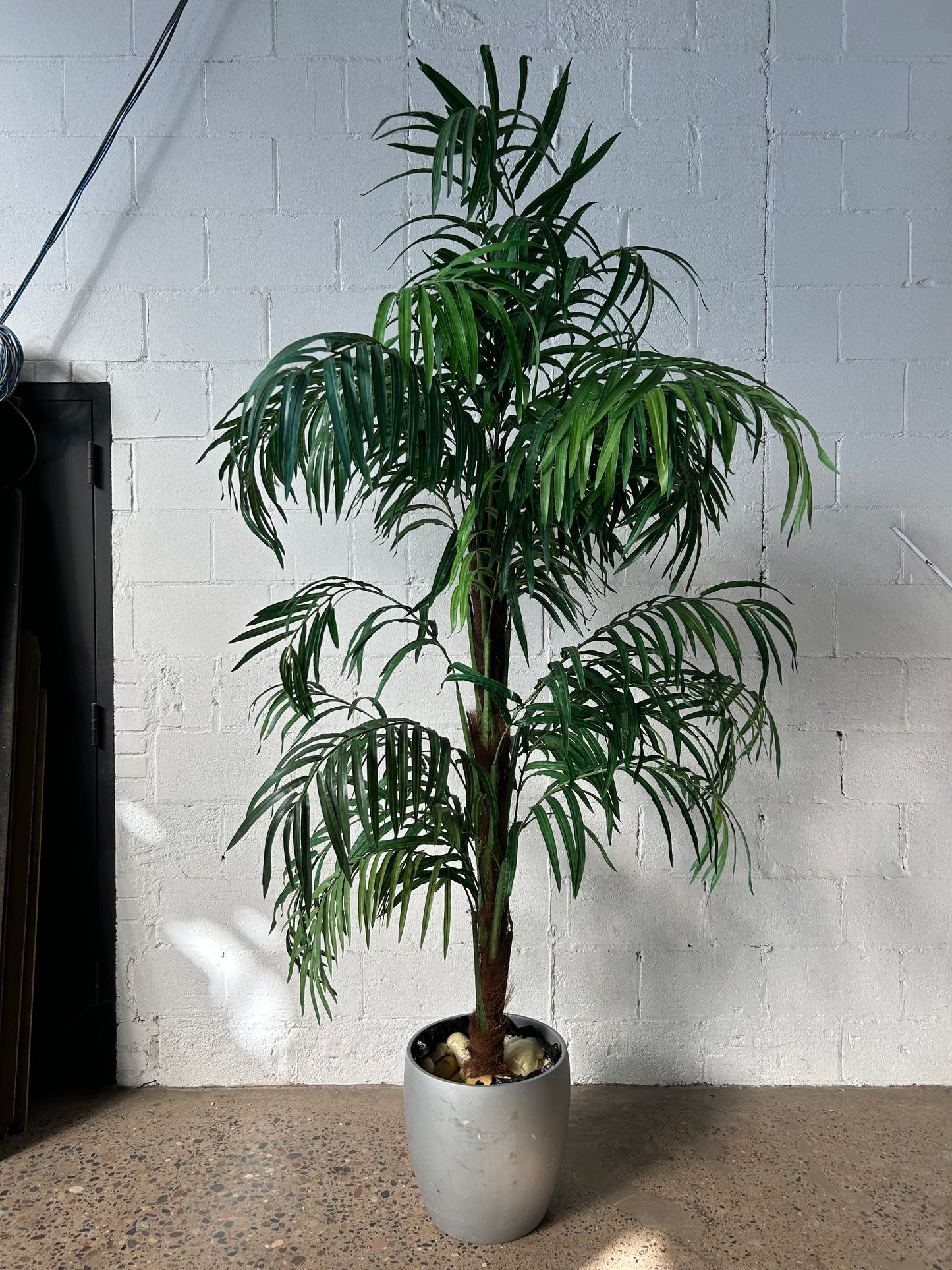 Potted Palm or Tropical Plants