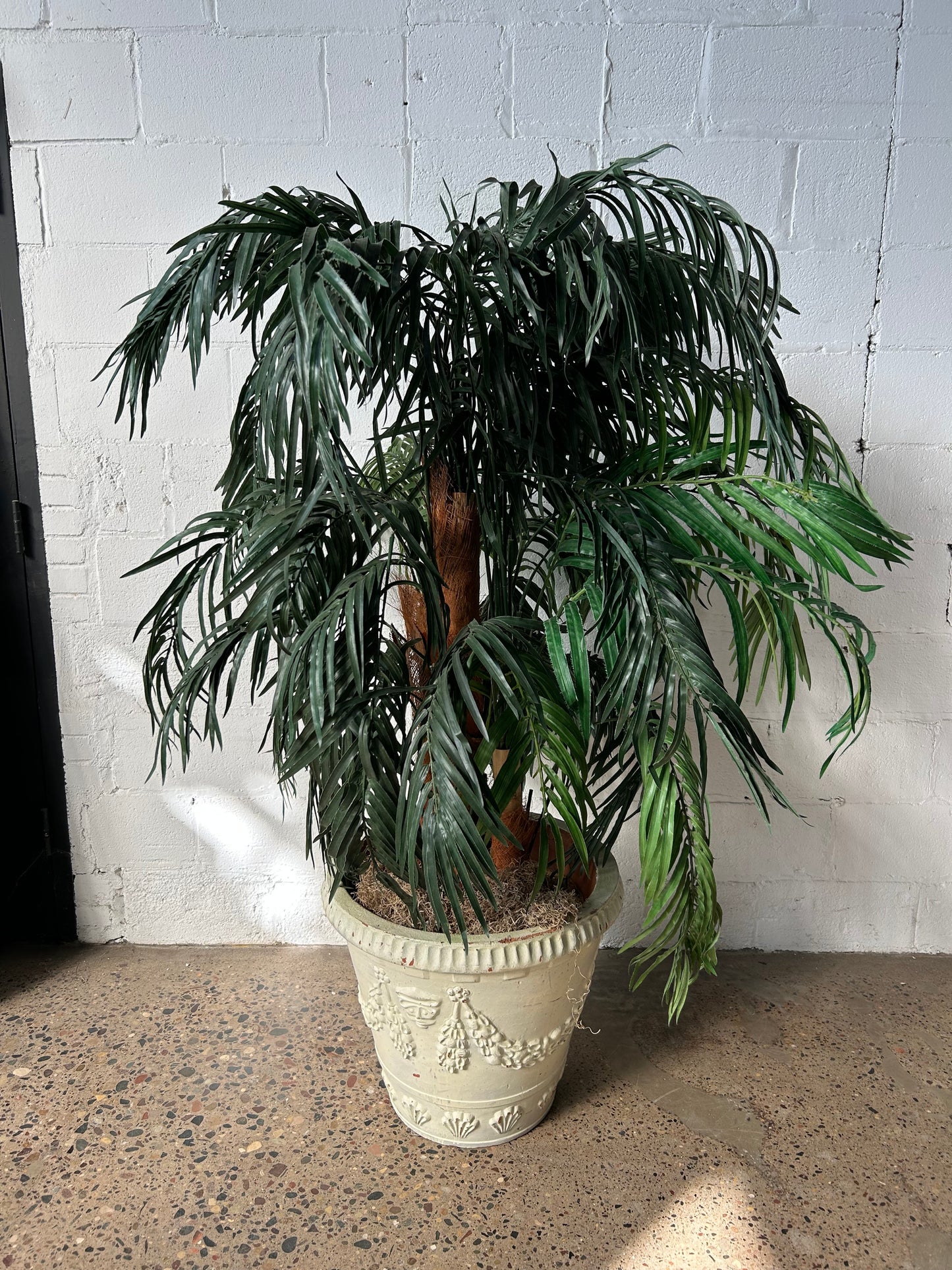 Potted Palm or Tropical Plants