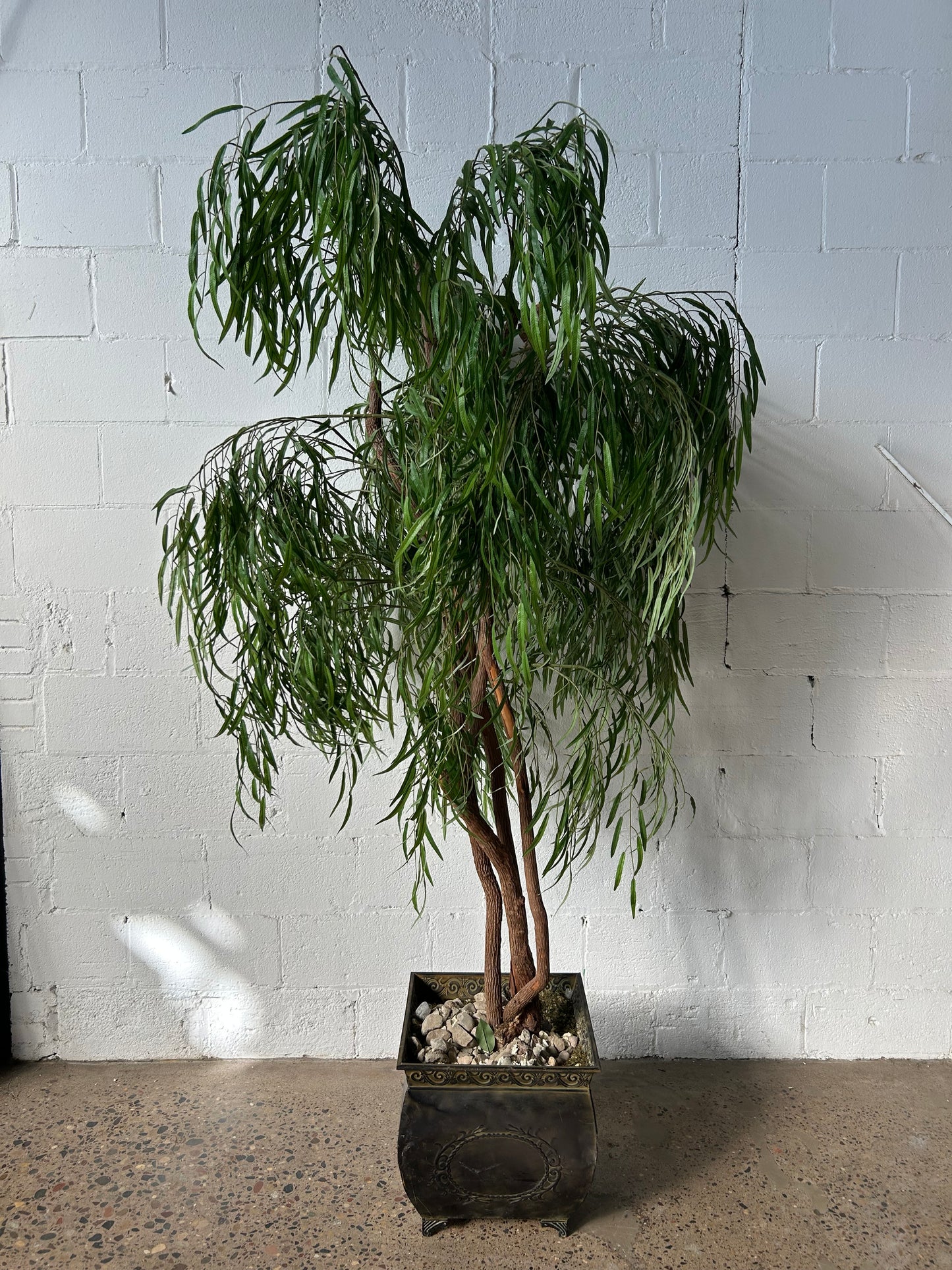 Tall Potted Tree