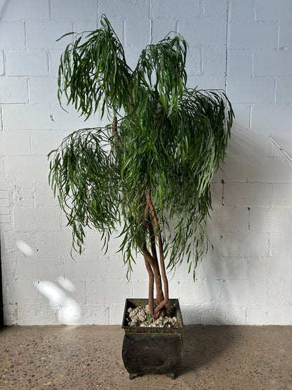 Tall Potted Tree