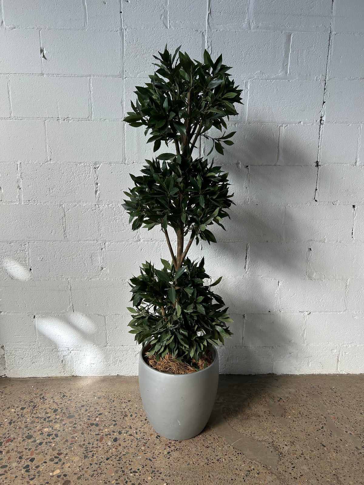 Topiary Rentals Ball Topiary – Next Stage Rental and Market