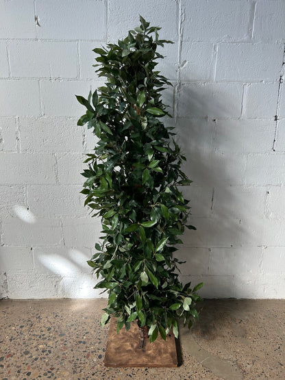 Short Potted Tree