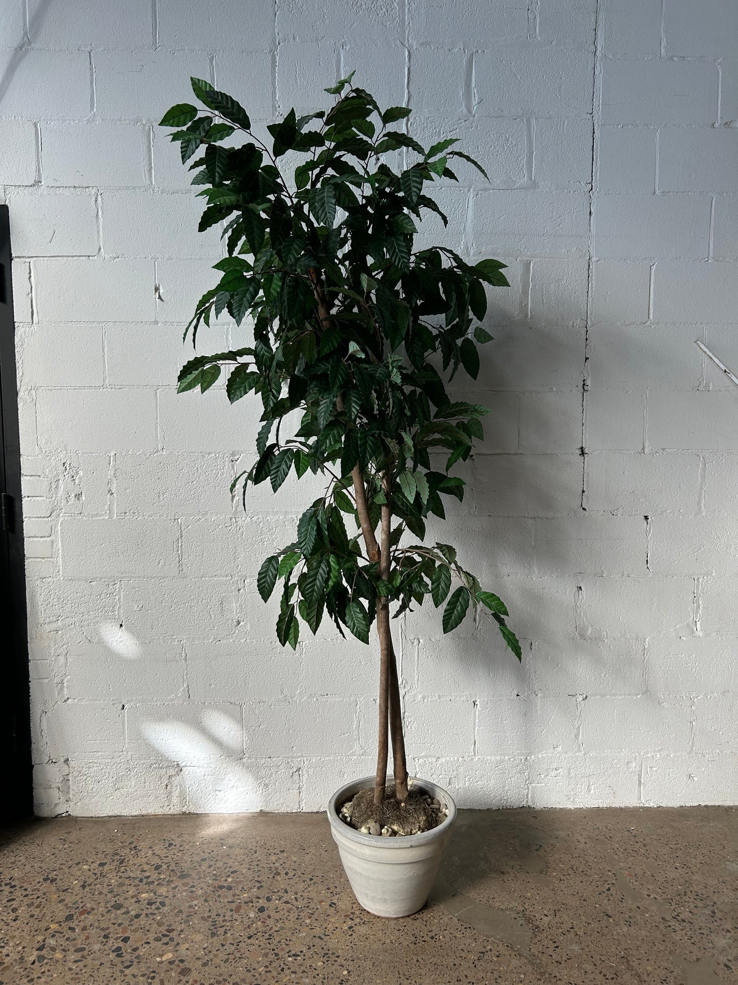 Tall Potted Tree