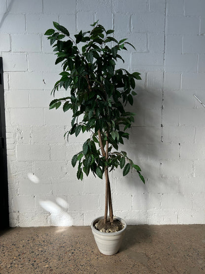 Tall Potted Tree