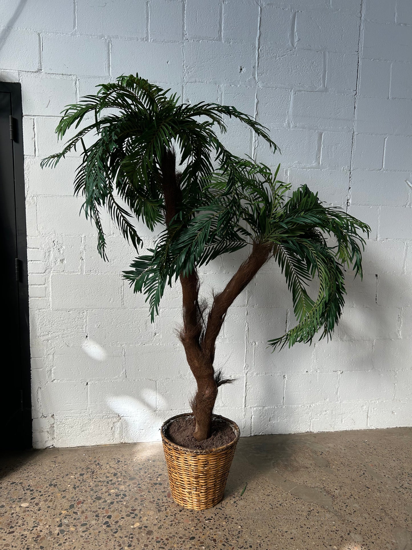 Potted Palm or Tropical Plants