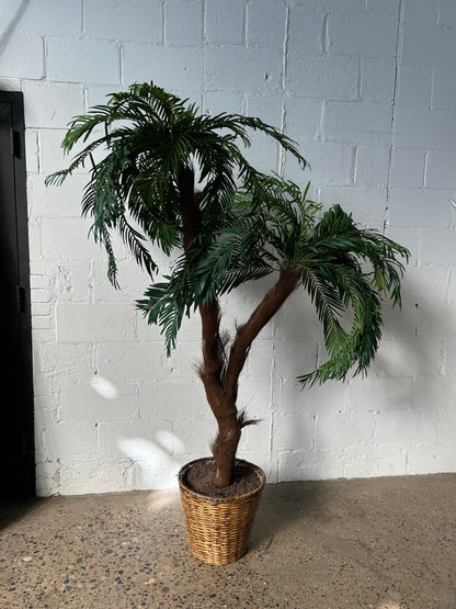 Potted Palm or Tropical Plants