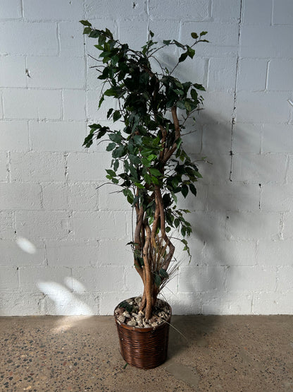 Short Potted Tree