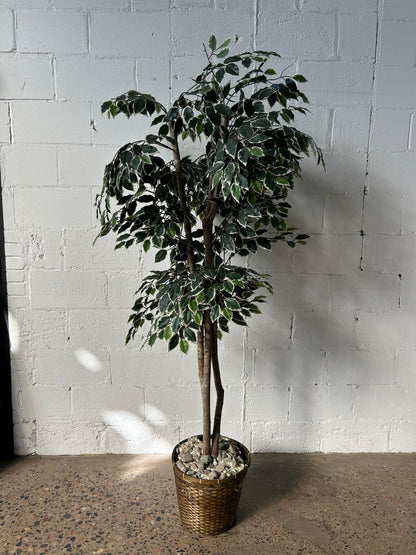 Short Potted Tree