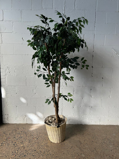 Short Potted Tree