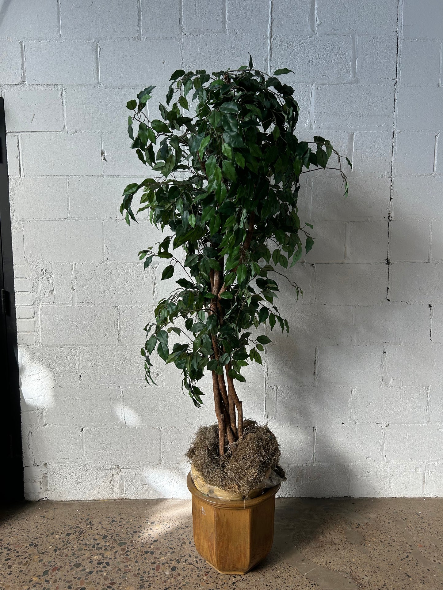 Tall Potted Tree