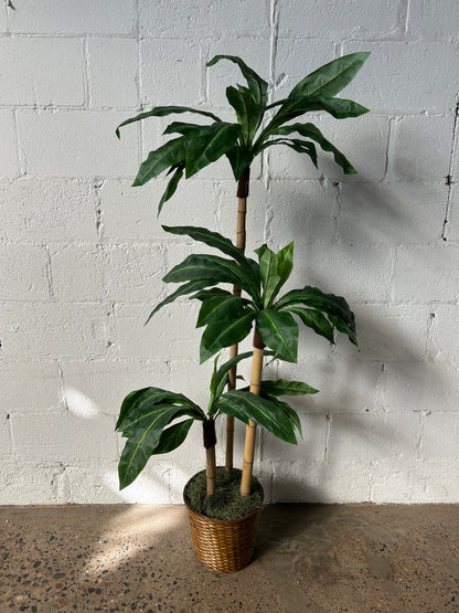 Potted Palm or Tropical Plants