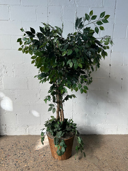 Short Potted Tree