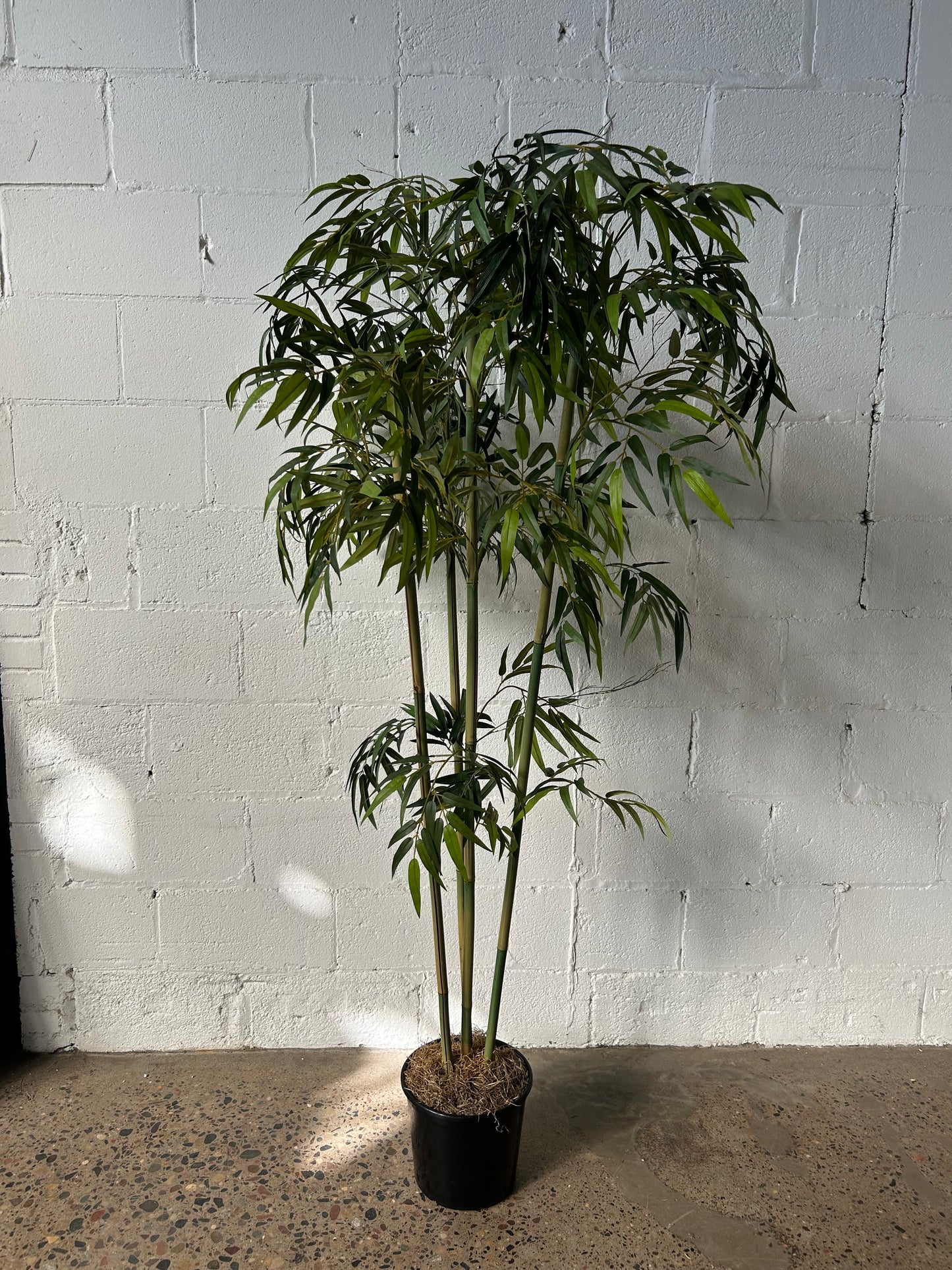 Potted Palm or Tropical Plants