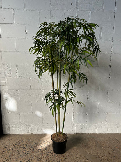 Potted Palm or Tropical Plants