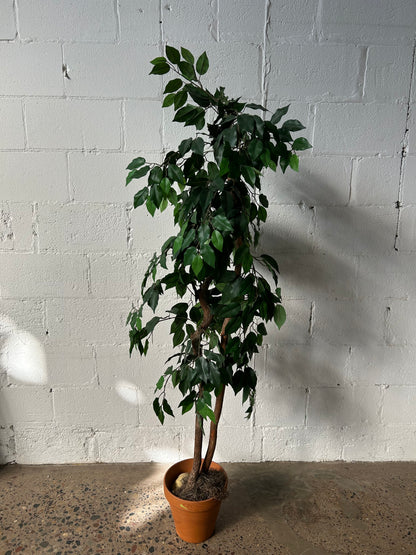 Short Potted Tree