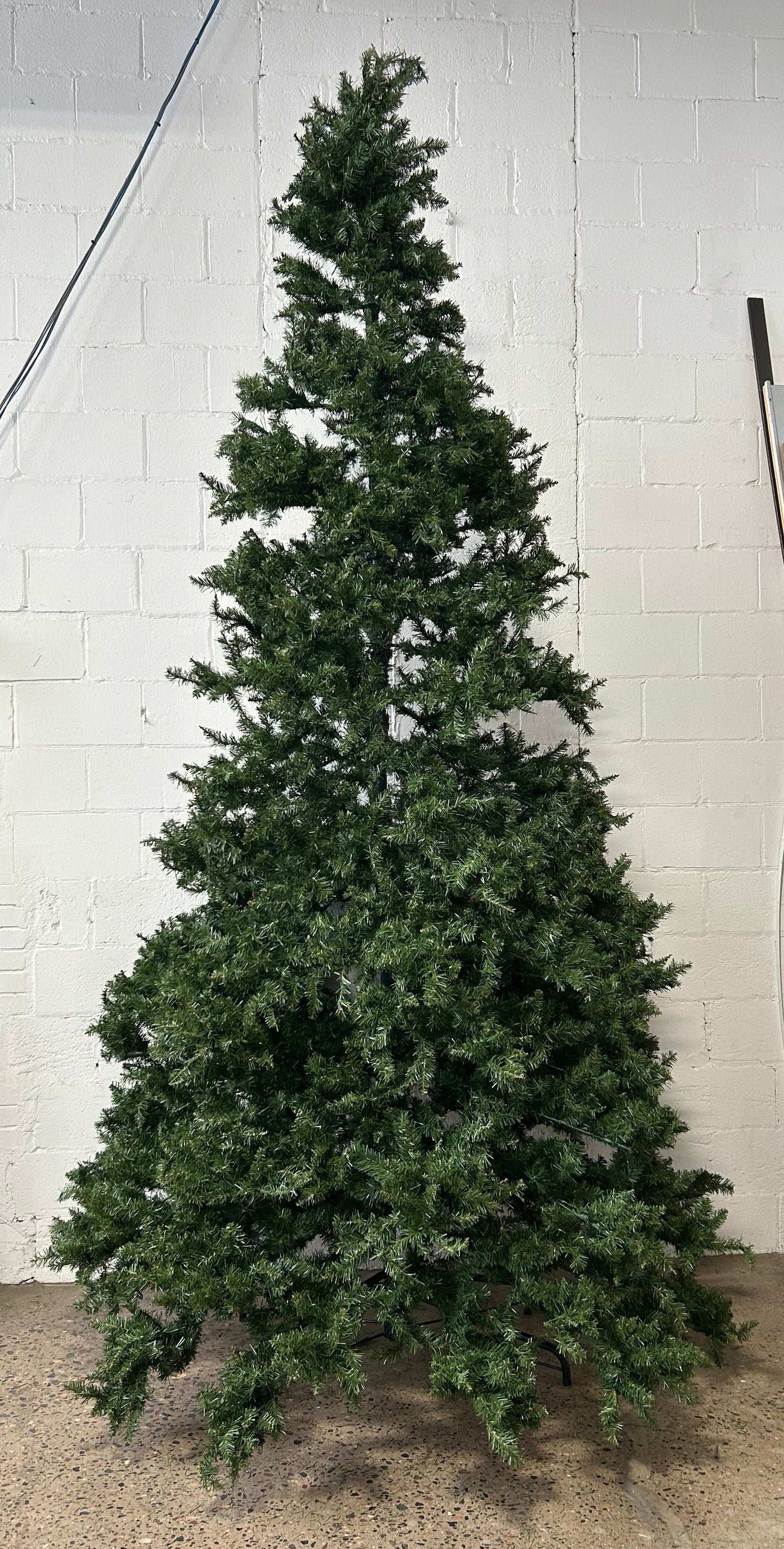12' Tall Pine tree