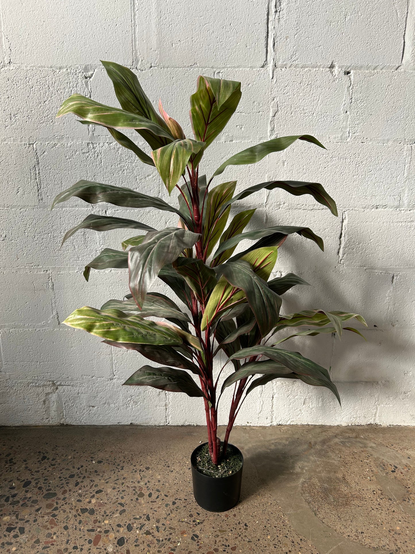 Potted Palm or Tropical Plants